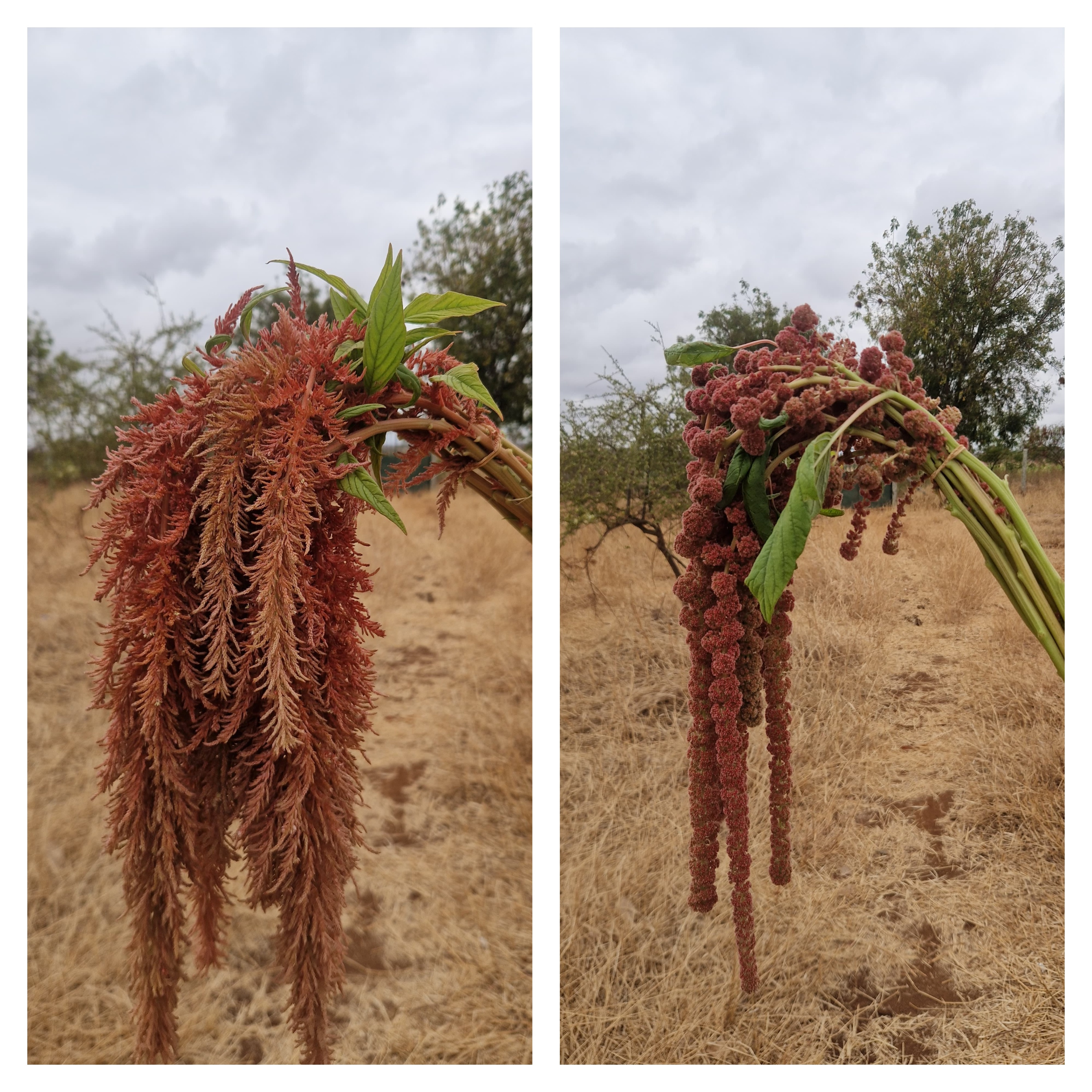 Freshly harvested brown hanging amaranthus bunches packed for wholesale export